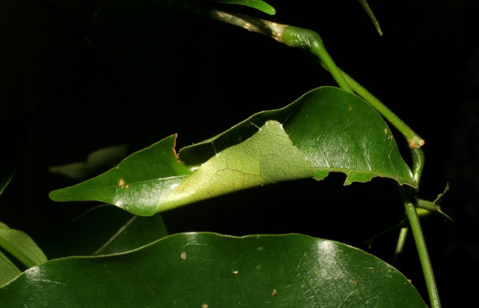 Figura 5. Posición casita <i>Astraptes viracocha</i></i> (Hesperiidae). Sector Cacao, Sendero Derrumbe, (elevación 1220 metros). Colectada 5 junio 2007. (07-SRNP-36055-DHJ421915.jpg).