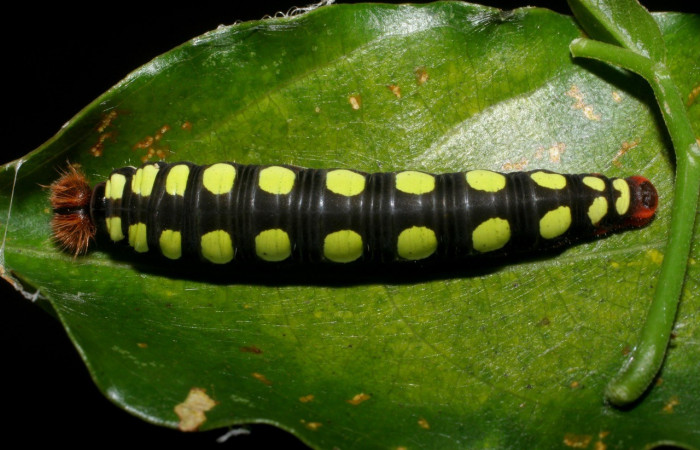 Figura 6. Posición dorsal <i>Astraptes viracocha</i></i> (Hesperiidae). Sector Cacao, Sendero Arenales, (elevación 1080 metros). Colectada 22 octubre 2008. (08-SRNP-37302-DHJ449421.jpg).