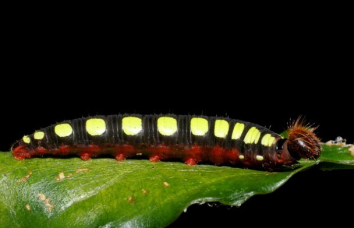 Figura 7. Posición lateral <i>Astraptes viracocha</i></i> (Hesperiidae). Sector Cacao, Sendero Arenales, (elevación 1080 metros). Colectada 22 octubre 2008. (08-SRNP-37302-DHJ449422.JPG).
