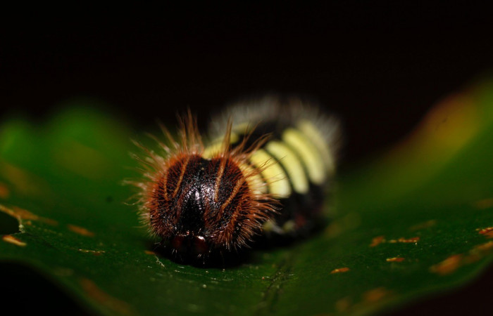 Figura 8. Posición cabeza <i>Astraptes viracocha</i></i> (Hesperiidae). Sector Cacao, Sendero Arenales, (elevación 1080 metros). Colectada 18 setiembre 2013. (13-SRNP-35655-DHJ801515.jpg).

