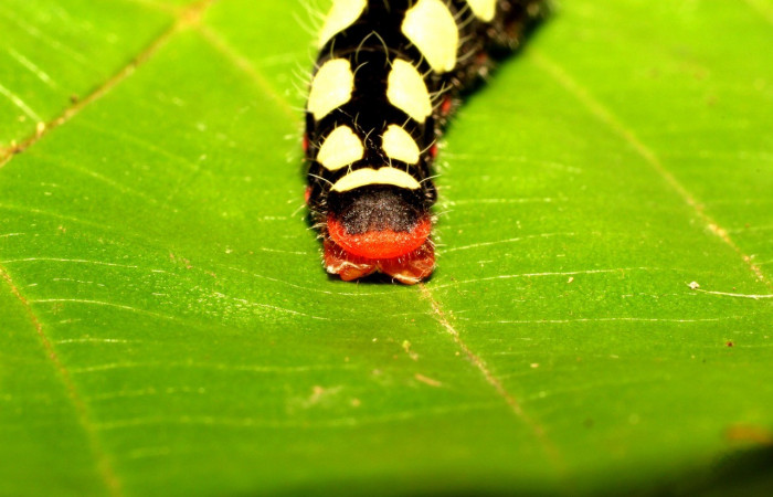 Figura 9. Posición parte posterior <i>Astraptes viracocha</i></i> (Hesperiidae). Sector Cacao, Cerro Pedregal, (elevación 1080 metros). Colectada 29 junio 2017. (17-SRNP-35421-DHJ734662.jpg).

