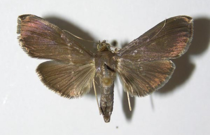 Figura 16. Adulto hembra de <i>Phostria truncatalis</i></i> (Crambidae), vista dorsal. Voucher 00-SRNP-15414-DHJ331964.jpg.