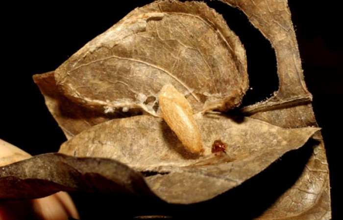 Figura 11. Capullo de parásito de <i>Phostria truncatalis</i></i> (Crambidae), familia (Braconidae) de la epecie <i>Alabagrus latreillei</i></i>. Voucher
04-SRNP-24703-DHJ412090.jpg.