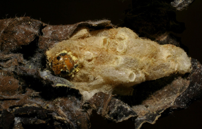 Figura 10. Capullo de parásito de <i>Phostria temira</i></i>  (Crambidae). de la familia (Braconidae) de la especie <i>Hypomicrogaster</i></i> Whitfield26  06-SRNP-41293-DHJ420854.jpg.