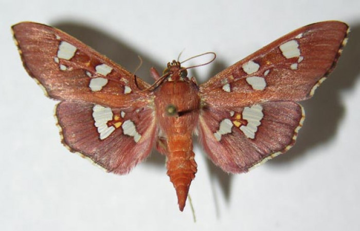 Figura 1. Adulto de <i>Phostria temira</i></i>  (Crambidae), posición dorsal. Voucher 06-SRNP-41294-DHJ345998.jpg.
