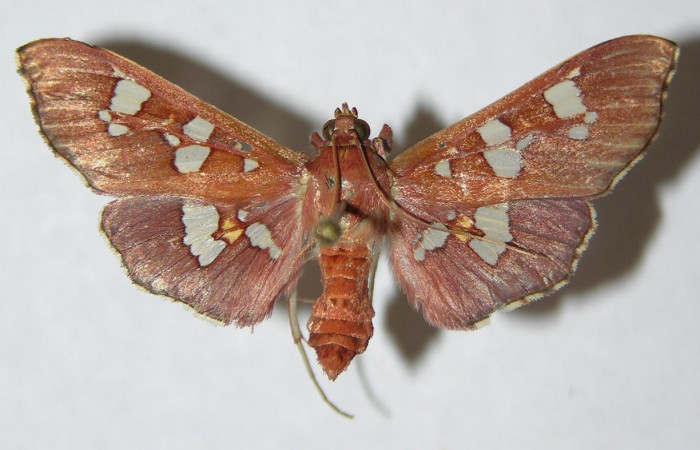 Figura 12. Adulto hembra de <i>Phostria temira</i></i>  (Crambidae) vista dorsal. Voucher 06-SRNP-41295-DHJ345996.jpg.