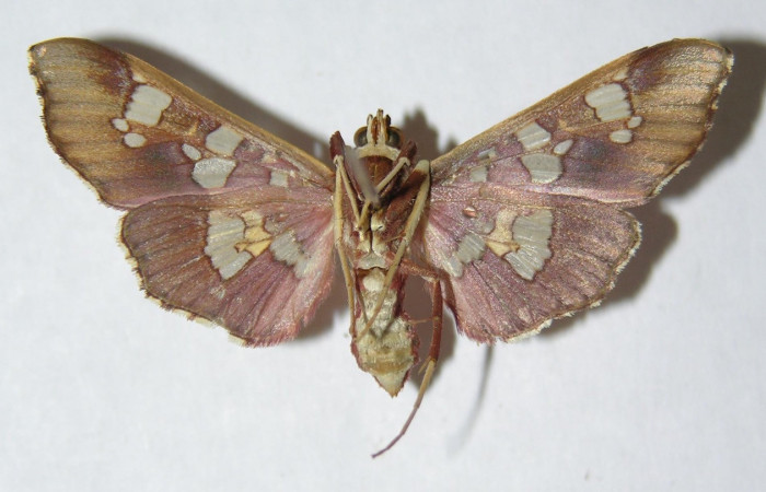 Figura 13. Adulto hembra de <i>Phostria temira</i></i>  (Crambidae) vista ventral. Voucher 06-SRNP-41295-DHJ345997.jpg.