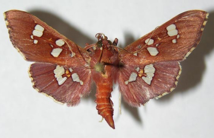 Figura 14. Adulto macho de <i>Phostria temira</i></i>  (Crambidae) vista dorsal. Voucher 06-SRNP-41304-DHJ345992.jpg.
