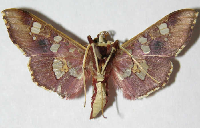 Figura 15. Adulto macho de <i>Phostria temira</i></i>  (Crambidae) vista ventral. Voucher 06-SRNP-41304-DHJ345993.jpg.