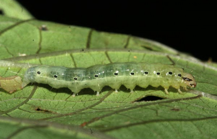 Figura 4. Larva en último estadio de <i>Phostria temira</i></i>  (Crambidae), posición lateral. Estación Llanura. Voucher 09-SRNP-75525-DHJ467046.jpg.