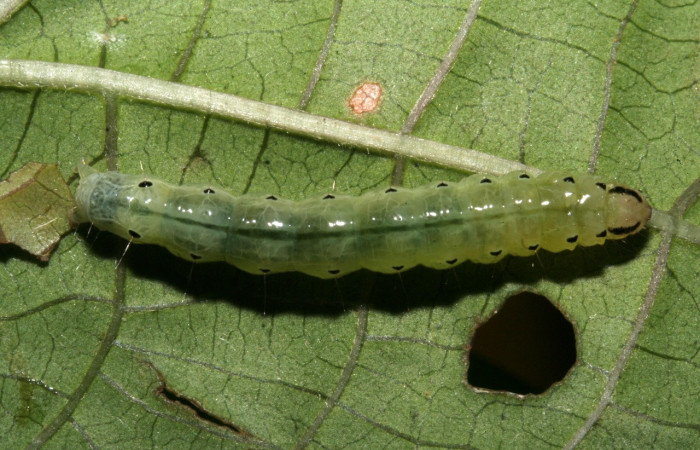 Figura 2. Larva en último estadio de <i>Phostria temira</i></i>  (Crambidae), posición dorsal. Estación Llanura. Voucher 09-SRNP-75525-DHJ467047.jpg.