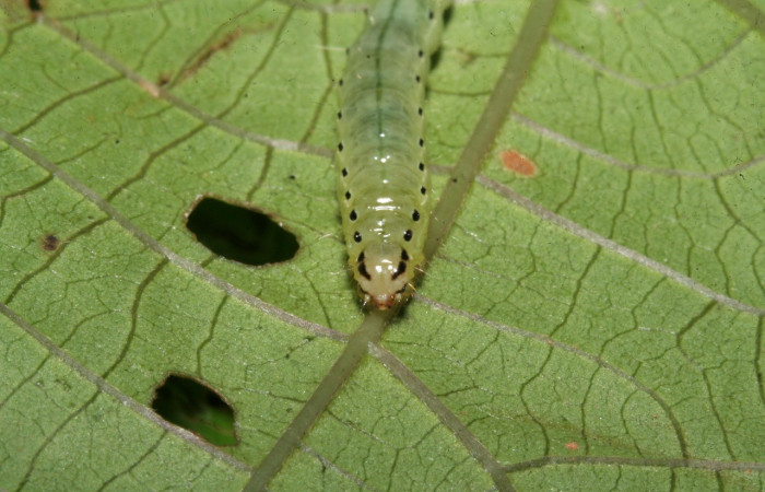 Figura 6. Larva en último estadio de <i>Phostria temira</i></i>  (Crambidae), posición frontal. Estación Llanura. Voucher 09-SRNP-75525-DHJ467049.jpg.