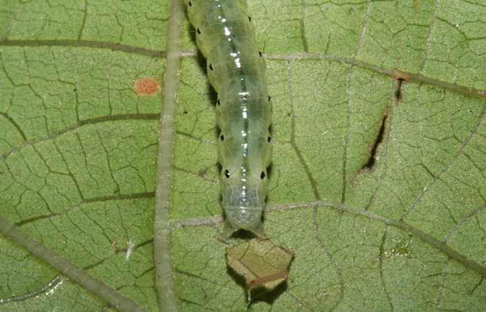 Figura 8. Larva en último estadio de <i>Phostria temira</i></i>  (Crambidae), posición frontal. Estación Llanura. Voucher 09-SRNP-75525-DHJ467050.jpg.

