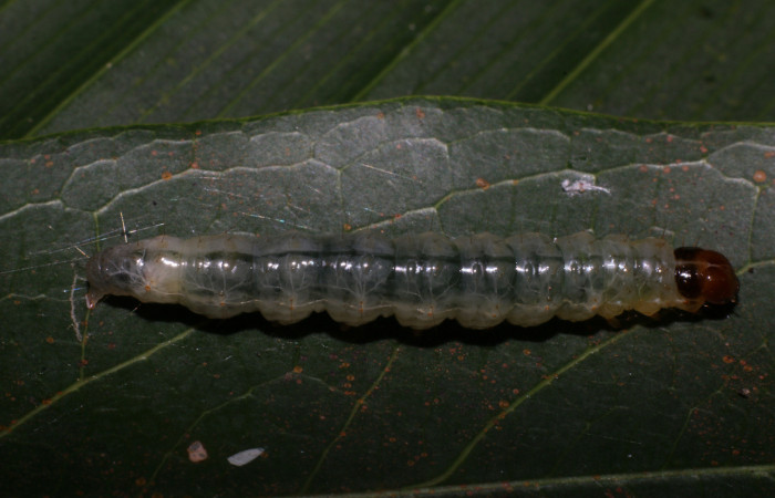 Figura 3. <i>Phostria truncatalis</i></i> (Crambidae), último estadio, posición dorsal. Estación La Perla, Quebrada Tibio Perla. Voucher 19-SRNP-57543-DHJ712745.jpg.