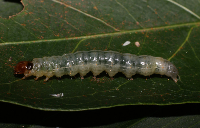 Figura 5. <i>Phostria truncatalis</i></i> (Crambidae), último estadio, posición lateral. Estación La Perla, Quebrada Tibio Perla. Voucher 19-SRNP-57543-DHJ712748.jpg.