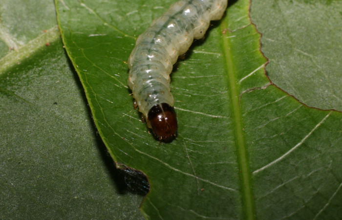 Figura 7. <i>Phostria truncatalis</i></i> (Crambidae), último estadio, posición frontal. Estación La Perla, Quebrada Tibio Perla. Voucher 20-SRNP-55003-DHJ712766.jpg.