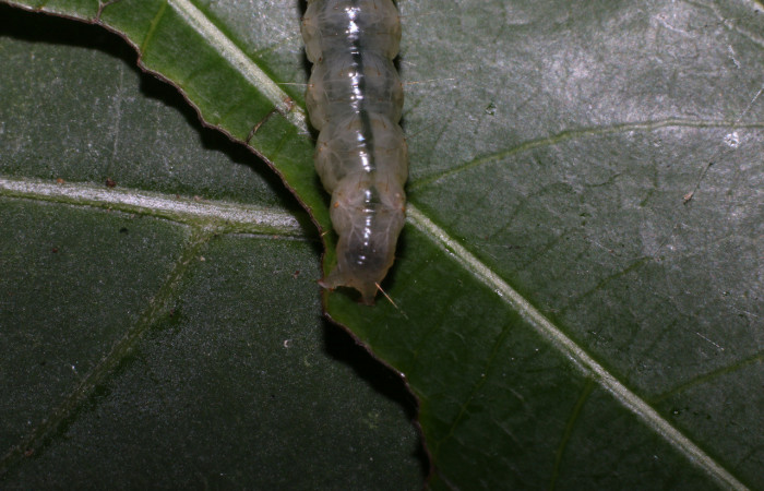 Figura 9. <i>Phostria truncatalis</i></i> (Crambidae), último estadio, posición trasera. Estación La Perla, Quebrada Tibio Perla. Voucher 20-SRNP-55003-DHJ712769.jpg.