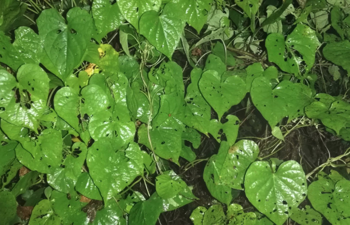 Figura 17. Planta hospedera de <i>Phostria truncatalis</i></i> (Crambidae)
(Convolvulaceae) <i>Ipomoea batatas</i></i>, Sendero Huerta. Foto. Gloria Sihezar. 8jul2021.