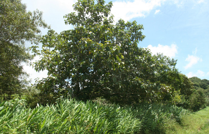  Árbol de <i>Coussapoa nymphaeifoli</i></i>a (Urticaceae), planta hospedera de <i>Xenorma</i></i> cytherisDHJ01 (Notodontidae). Sector San Cristóbal, Estación Biológica San Gerardo. Foto, Elda Araya. 2 Julio 2021.
