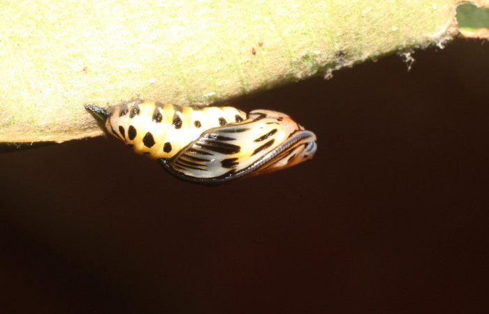  Pupa en posición lateral de <i>Xenorma</i></i> cytherisDHJ01 (Notodontidae). Sector San Cristóbal, Puente Palma. Voucher 17-SRNP-1901-DHJ704710.jpg.
