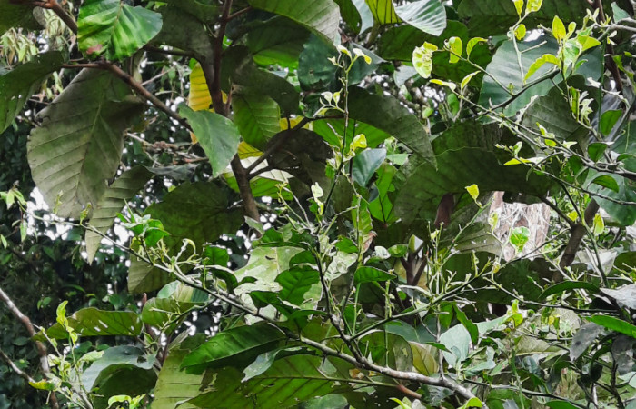  Arbusto de <i>Coussapoa nymphaeifolia</i></i> (Urticaceae), planta hospedera de <i>Xenorma</i></i> cytherisDHJ01 (Notodontidae). Sector San Cristóbal, Estación Biológica San Gerardo. Foto, Elda Araya. 2 Julio 2021.
