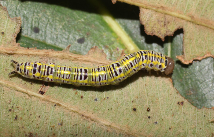  Larva en posición dorsal de <i>Xenorma</i></i> cytherisDHJ01 (Notodontidae), U estadio. Sector San Cristóbal, Puente Palma. Voucher 17-SRNP-1900-DHJ704693.jpg.