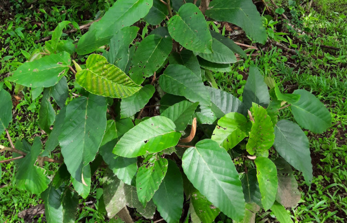  Juvenil de <i>Coussapoa nymphaeifolia</i></i> (Urticaceae), planta hospedera de <i>Xenorma</i></i> cytherisDHJ01 (Notodontidae). Sector San Cristóbal, Estación Biológica San Gerardo. Foto, Elda Araya. 2 Julio 2021.
