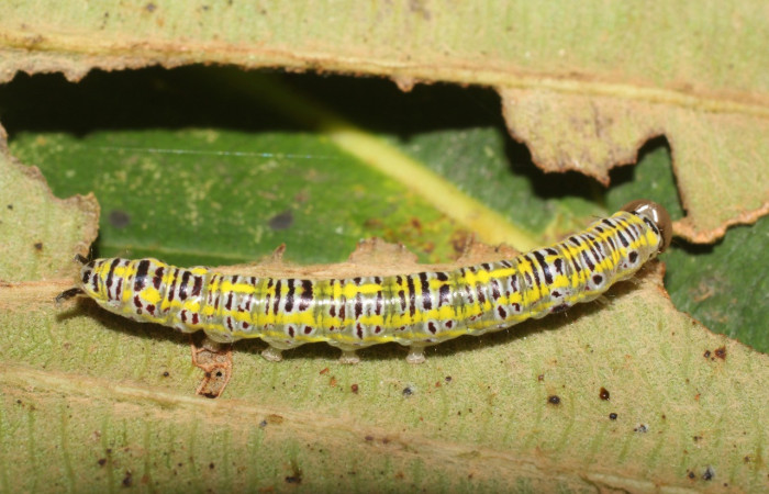  Larva en posición lateral de <i>Xenorma</i></i> cytherisDHJ01 (Notodontidae), U estadio. Sector San Cristóbal, Puente Palma. Voucher 17-SRNP-1900-DHJ704692.jpg.