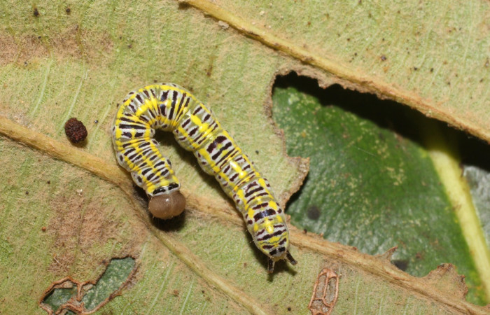  Larva en posición dorsal de <i>Xenorma</i></i> cytherisDHJ01 (Notodontidae), U estadio. Sector San Cristóbal, Puente Palma. Voucher 17-SRNP-1900-DHJ704691.jpg.