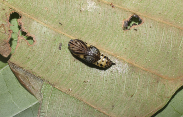  Pupa en posición dorsal de <i>Xenorma</i></i> cytherisDHJ01 (Notodontidae). Sector San Cristóbal, Puente Palma. Voucher 17-SRNP-1901-DHJ704707.jpg.
