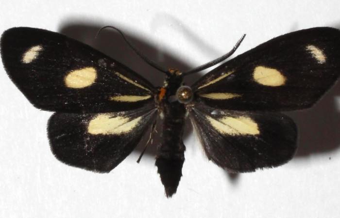  Adulto en posición dorsal de <i>Xenorma</i></i> cytherisDHJ01 (Nolidae).  Sector San Cristóbal, Puente Palma. Voucher 17-SRNP-1931-DHJ933160.