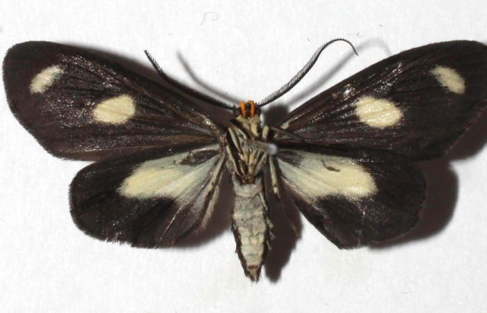  Adulto en posición ventral de <i>Xenorma</i></i> cytherisDHJ01 (Nolidae).  Sector San Cristóbal, Puente Palma. Voucher 17-SRNP-1931-DHJ933161.