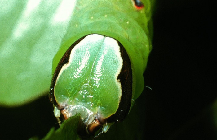 Figura 1. Larva <i>Hapigia repandens</i></i> (Notodontidae), color verde último estadio, posición frontal y tórax, mide 53 mm aproximadamente. Planta hospedera <i>Machaerium seemannii</i></i> (Fabaceae). Voucher: 03-SRNP-11901-DHJ75984.jpg.