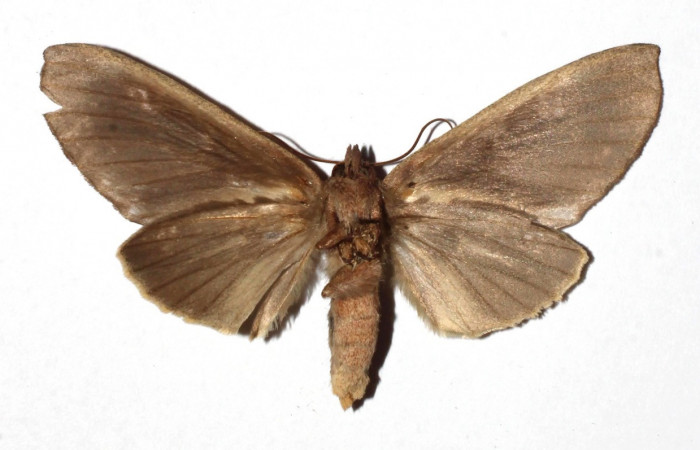 Figura 10. Adulto de <i>Hapigia repandens</i></i> (Notodontidae) mide 64 milímetros, posición ventral, parte enfocada el torax y alas. Voucher: 17-SRNP-943-DHJ930155.