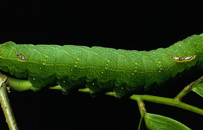 Figura 11. Larva <i>Hapigia</i></i>repandensDHJ01 (Notodontidae), color verde último estadio, posición lateral, mide 53 mm aproximadamente. Planta hospedera <i>Machaerium seemannii</i></i> (Fabaceae). Voucher: 93-SRNP-7065-DHJ27162.jpg