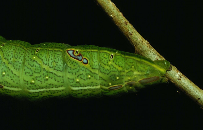 Figura 12. Larva <i>Hapigia </i></i> repandensDHJ01 (Notodontidae), color verde último estadio, posición lateral atrás, mide 53 mm aproximadamente. Planta hospedera <i>Machaerium seemannii</i></i> (Fabaceae). Voucher: 93-SRNP-7065-DHJ27161.jpg