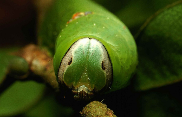 Figura 13. Larva <i>Hapigia</i></i> repandensDHJ02 (Notodontidae), color verde último estadio, posición frontal, mide 53 mm aproximadamente. Planta hospedera <i>Machaerium seemannii</i></i> (Fabaceae). Voucher: 00-SRNP-1476-DHJ52917.jpg