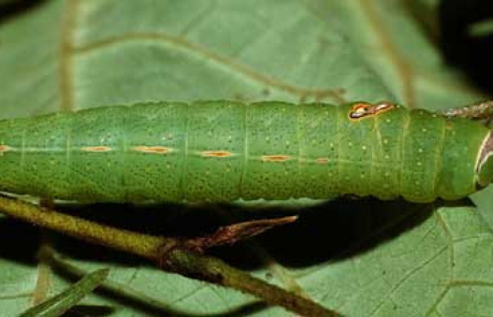 Figura 14. Larva <i>Hapigia</i></i> repandensDHJ02 (Notodontidae), color verde último estadio, posición dorsal, mide 53 mm aproximadamente. Planta hospedera <i>Machaerium seemannii</i></i> (Fabaceae). Voucher: 02-SRNP-6781-DHJ65989.jpg.