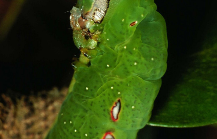 Figura 15. Larva <i>Hapigia</i></i> repandensDHJ02 (Notodontidae), color verde último estadio, posición lateral, cabeza, mide 53 mm aproximadamente. Planta hospedera <i>Machaerium seemannii</i></i> (Fabaceae). Voucher: 01-SRNP-9513-DHJ58626.jpg.