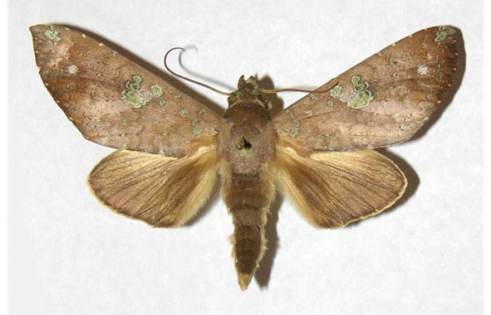 Figura 16. Adulto de <i>Hapigia</i></i> repandensDHJ02 (Notodontidae) mide 66 milímetros, posición dorsal, parte enfocada el torax y alas. Voucher: 00-SRNP-1474-DHJ322832.