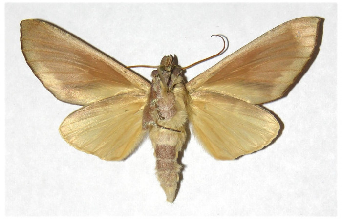 Figura 17. Adulto de <i>Hapigia</i></i> repandensDHJ02 (Notodontidae) mide 66 milímetros, posición ventral, parte enfocada el torax y alas. Voucher: 00-SRNP-1474-DHJ322833.
