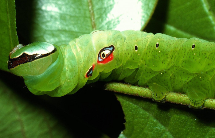 Figura 2 Larva <i>Hapigia repandens</i></i> (Notodontidae), color verde último estadio, posición cabeza y tórax, mide 53 mm aproximadamente. Planta hospedera <i>Machaerium seemannii</i></i> (Fabaceae). Voucher: 03-SRNP-11901-DHJ75983.jpg.