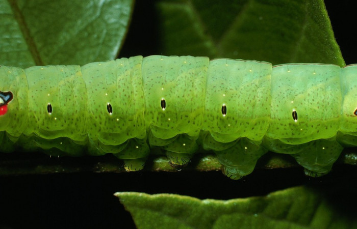 Figura 3. Larva <i>Hapigia repandens</i></i> (Notodontidae), color verde último estadio, posición sentral, mide 53 mm aproximadamente. Planta hospedera <i>Machaerium seemannii</i></i> (Fabaceae). Voucher: 03-SRNP-11901-DHJ75985.jpg.