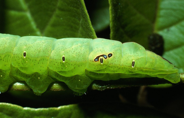 Figura 4. Larva <i>Hapigia repandens</i></i> (Notodontidae), color verde último estadio, posición parte trasera, mide 53 mm aproximadamente. Planta hospedera <i>Machaerium seemannii</i></i> (Fabaceae). Voucher: 03-SRNP-11901-DHJ75986.jpg.