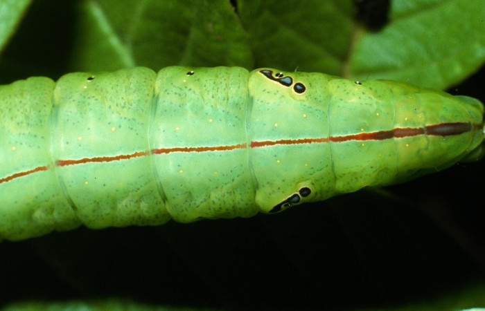 Figura 5 Larva <i>Hapigia repandens</i></i> (Notodontidae), color verde último estadio, posición parte trasera, mide 58 mm aproximadamente. Planta hospedera <i>Machaerium seemannii</i></i> (Fabaceae). Voucher: 03-SRNP-11901-DHJ75987.jpg.