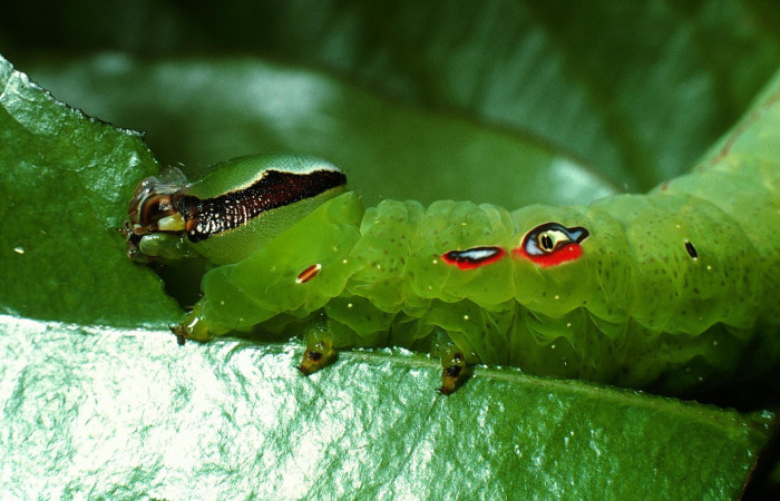 Figura 6. Larva <i>Hapigia repandens</i></i> (Notodontidae), color verde último estadio, posición cabeza tórax ojos con falso, mide 53 mm aproximadamente. Planta hospedera <i>Machaerium seemannii</i></i> (Fabaceae). Voucher: 03-SRNP-11901-DHJ75989.jpg.