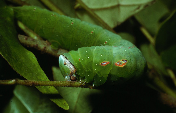 Figura 8. Larva <i>Hapigia repandens</i></i> (Notodontidae), color verde último estadio, posición cabeza, lateral y ojo falso, mide 53 mm aproximadamente. Planta hospedera <i>Machaerium seemannii</i></i> (Fabaceae). Voucher: 03-SRNP-20507-DHJ77392.jpg.