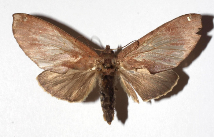 Figura 9. Adulto de <i>Hapigia repandens</i></i> (Notodontidae) mide 64 milímetros, posición dorsal, parte enfocada el torax y alas. Voucher: 17-SRNP-943-DHJ930154.