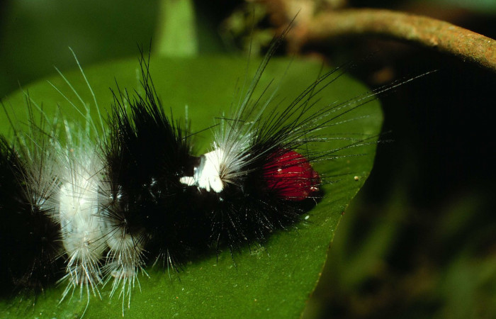 Parte frontal de <i>Scaptius vinasia</i></i> (Erebidae). Último estadio. Voucher: 02-SRNP-116-DHJ64133.jpg.