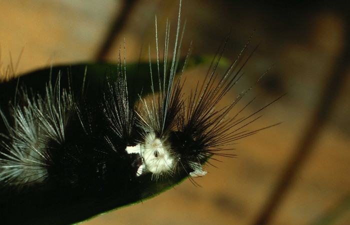 Parte trasera de <i>Scaptius vinasia</i></i> (Erebidae). Último estadio. Voucher: 02-SRNP-116-DHJ64136.jpg.